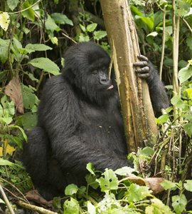 gorilla